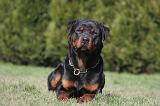 ROTTWEILER 602